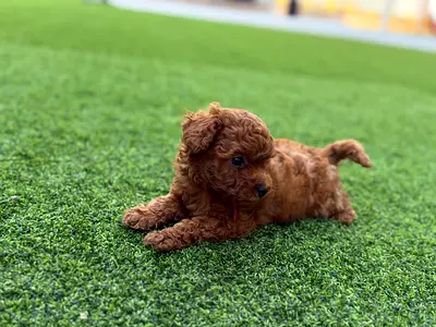 ‏❤️red toy poodle puppies❤️