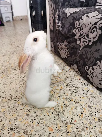 Young white lop-eared rabbit — friendly and healthy
