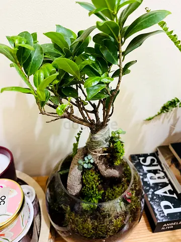 Small Indoor Ficus Bonsai in Glass Terrarium (Ready to Display)