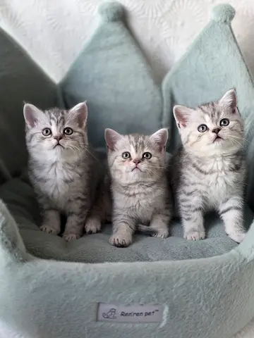 British shorthair