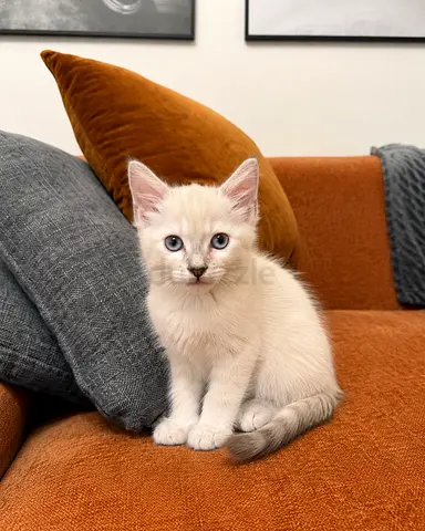 Lynx Point Kitten