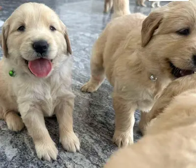 Dogs