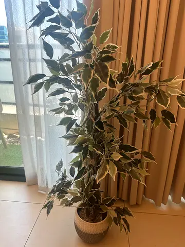 Home Centre - artificial plant with the pot