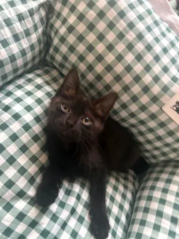 Kitten for adoption