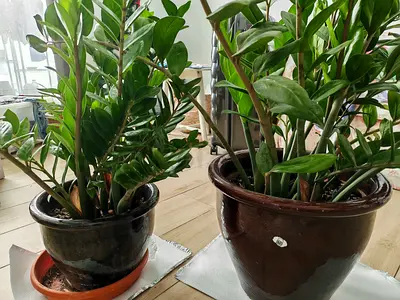 Two Pots of ZZ Plants