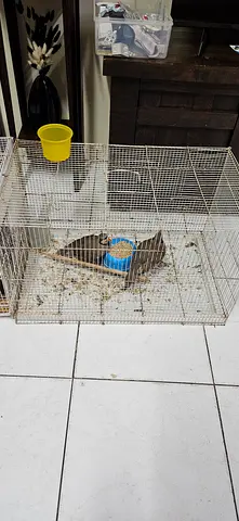 Small bird cage with 2 quails
