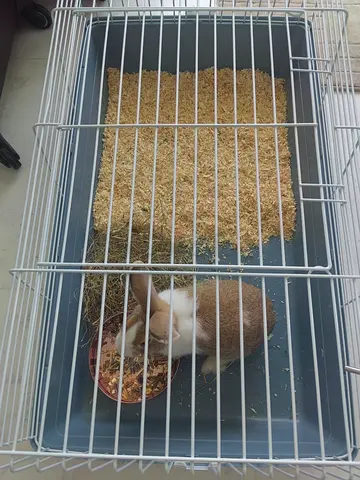 Rabbit to give