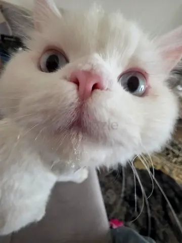 Friendly white cat looking for a new home