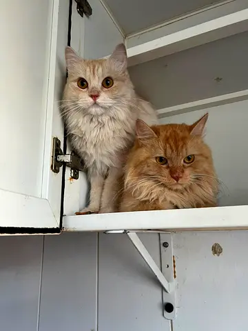 Abandoned rescued cats - free to a loving home