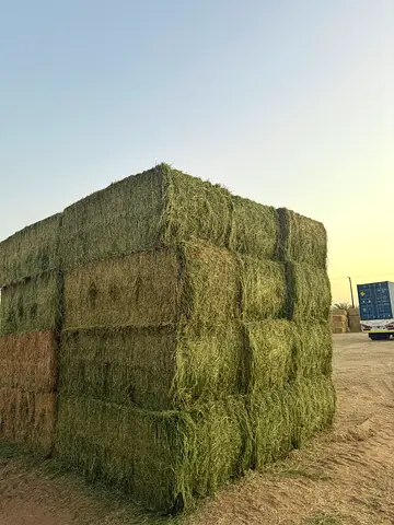 بيع جت و رودس والأعلاف الحيوانية في الإمارات رقم اتصال