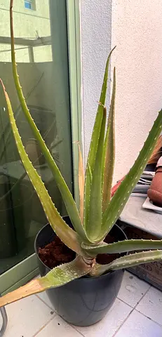 Aloe Vera  plant with pot