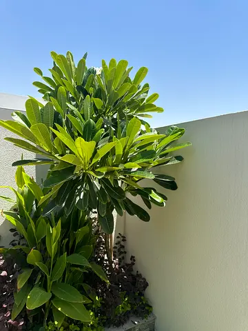 Outdoor frangipani tree— healthy