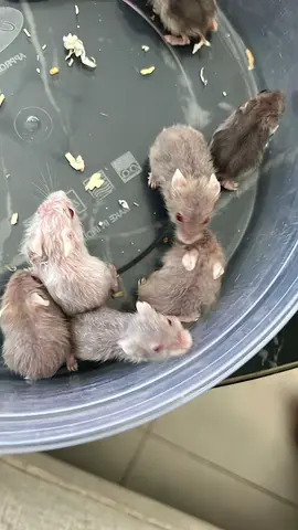 Hamster pet
