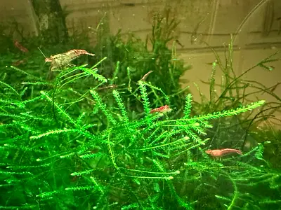 Aquarium healthy green plants (Java/Christmas Mosses, Pelia Moss) for Shrimps tank