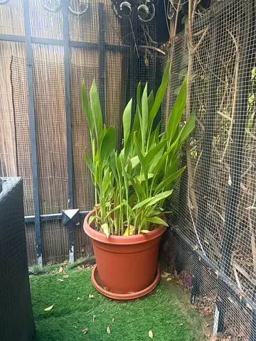Large potted indoor/outdoor green plant in terracotta pot