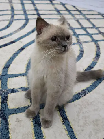 Found in sharja