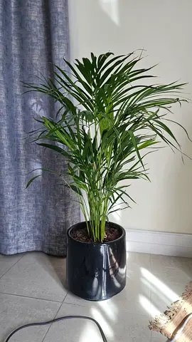 🌿 Premium Indoor Plants for Sale – Moving Out 🌿