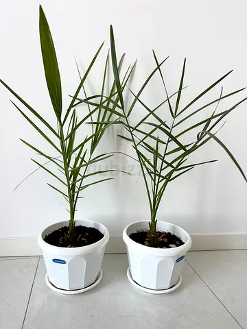 2 natural date palms in pots. Height 80cm, 90 cm
