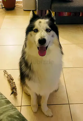 3.5 years old husky for free adoption