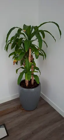 Healthy indoor corn plant (Dracaena) in grey planter - ready to rehome