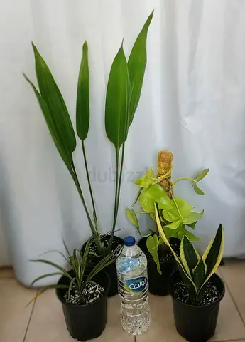 Take all 4 easy to take care  indoor plants Final price , last price , best price  80 dhs only