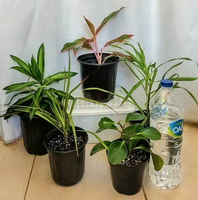 Take all 5 easy to take care  indoor plants Final price , last price , best price  60 dhs only