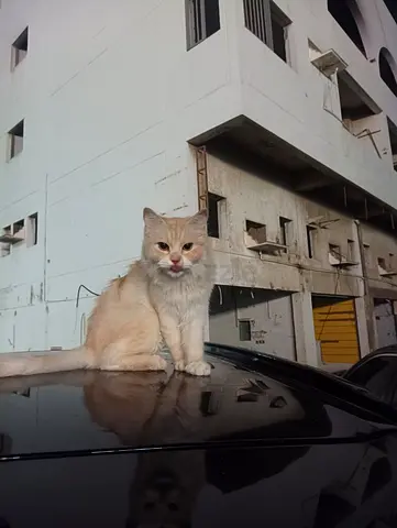 Friendly cream longhair cat - free to a good home