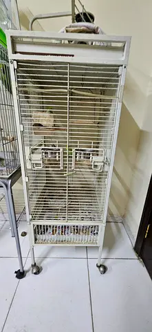 Love birds