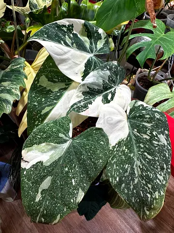 Gloriosum Albo Variegated, 6 leaves. Aed375/-  Pickup near financial center metro station. Delivery