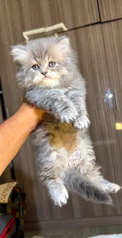 Cute kitten