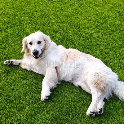 Golden Retriever for ADOPTION (FREE)