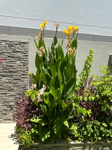 Outdoor garden plants and flowering border — healthy perennial collection