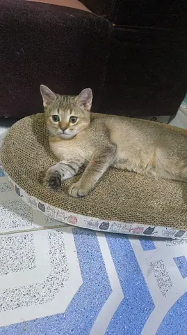 Beautiful females kittens British shorthair free adoption
