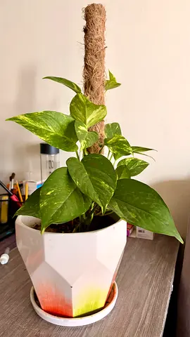 Plant