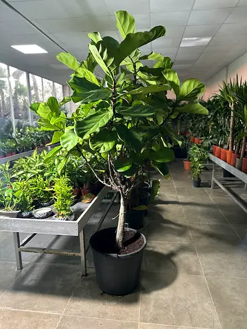 Fiddle Leaf Fig Tree (Large Potted Indoor Plant) - Healthy Specimen