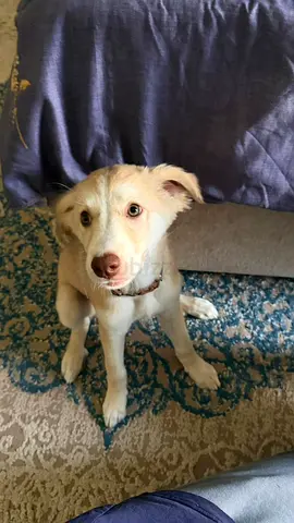 Young friendly mixed-breed puppy looking for a new home