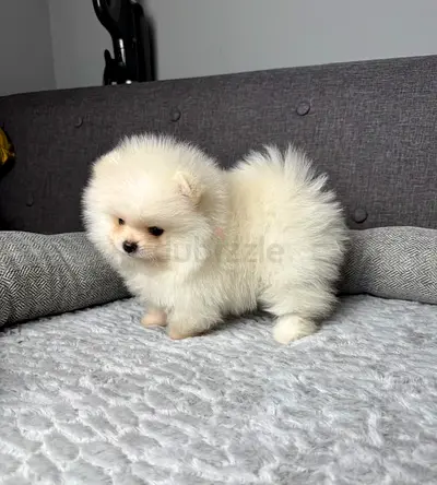 fluffy white Pomeranian puppy — healthy and playful
