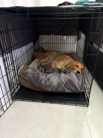 XL Metal Cage for Sale - Good Condition