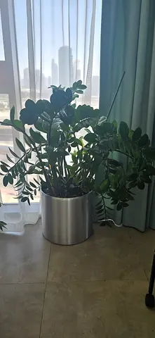 ZZ plant