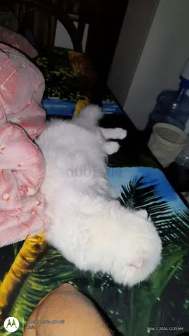 Pet