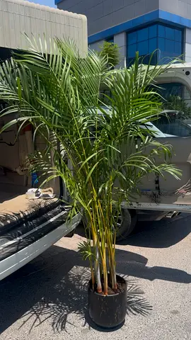 Areca plam ( 170 CM) 🇹🇭 ( ALL SMALL AND BIG PLANTS AVAILABLE)