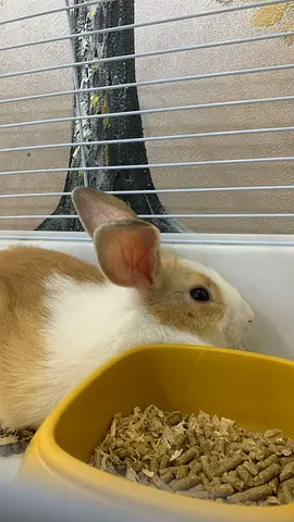 Rabbit for free adoption