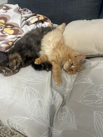 Cats for adoption