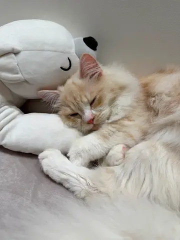 Persian Kitten for Adoption
