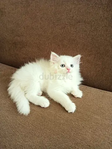 Pure Persian Kittens