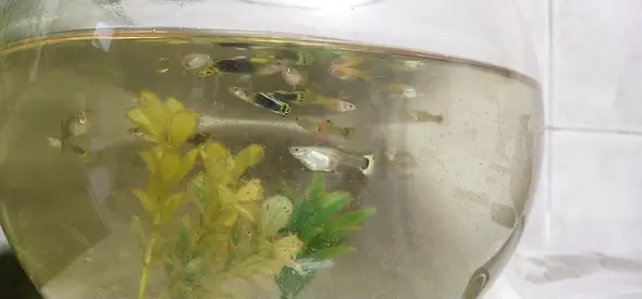 Guppy fish