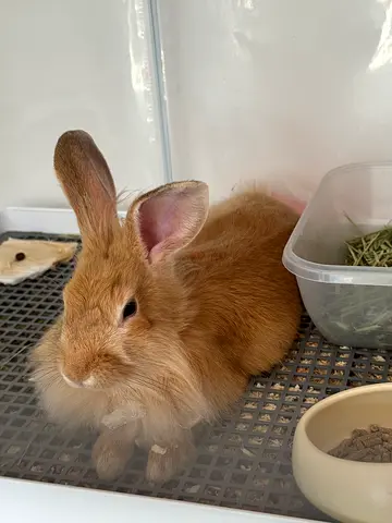 Rabbit