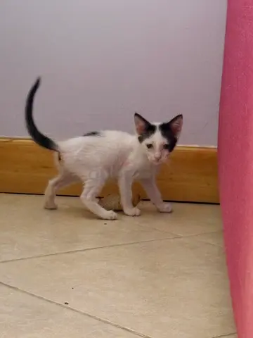 Kitten available for free adoption