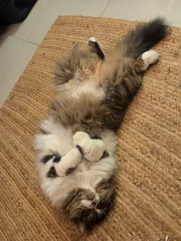 Cat for adoption