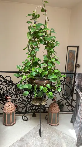 Plants